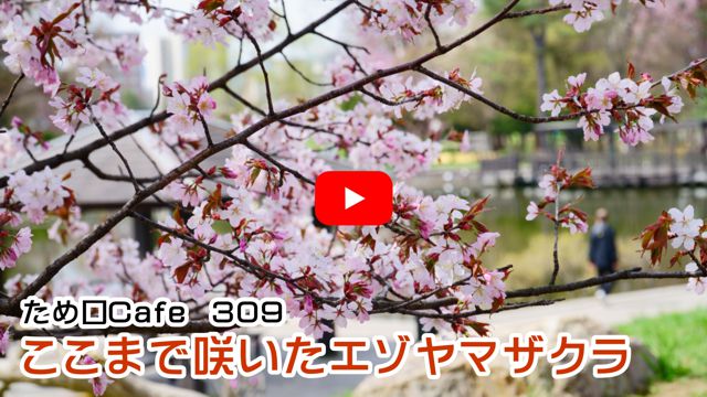 �����܂ō炢���G�]���}�U�N��