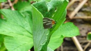 �g���t�V�W�~