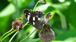 �C�`�����W�`���E