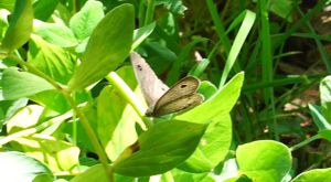 �q���E���i�~�W���m��