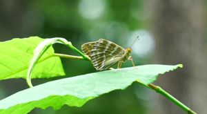 �~�h���q���E����