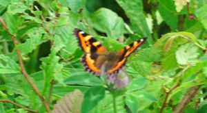 �R�q�I�h�V