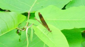 �A�I�n�_�g���{