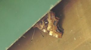 �G���^�e�n