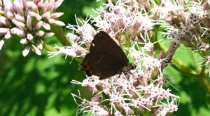 �J���X�V�W�~