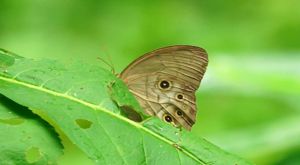 �I�I�q�J�Q