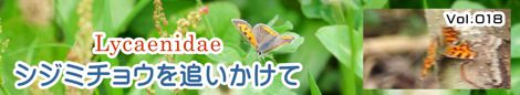 シジミチョウを追いかけて