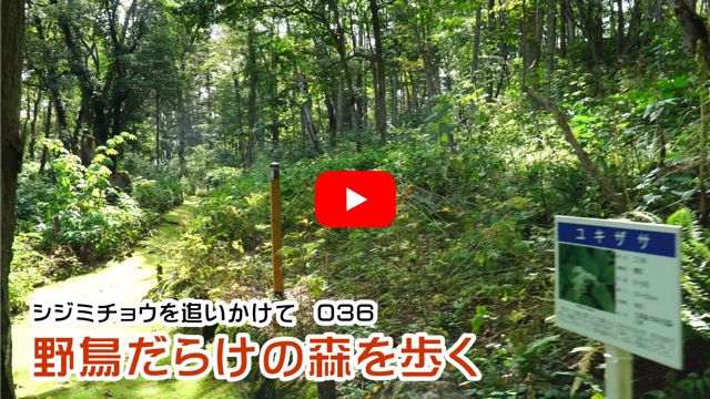 �쒹���炯�̐X�����