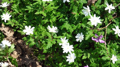 �Ԃ��炢�Ă���