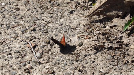 �N�W���N�`���E