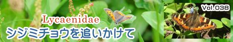 シジミチョウを追いかけて