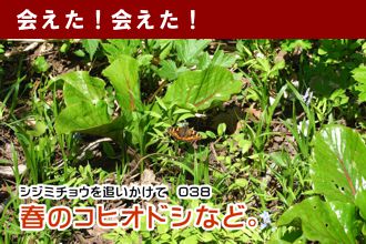 シジミチョウを追いかけて