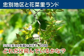 シジミチョウを追いかけて