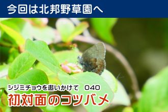 シジミチョウを追いかけて