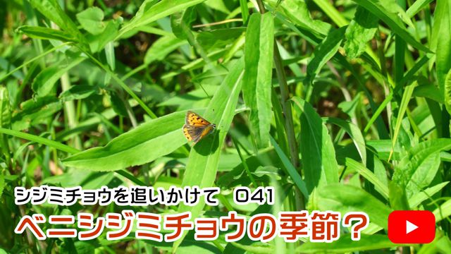 �x�j�V�W�~�`���E�̋G�߁H
