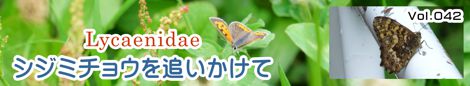 シジミチョウを追いかけて