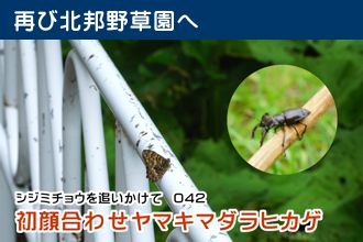 シジミチョウを追いかけて