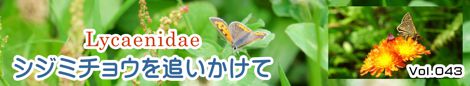 シジミチョウを追いかけて