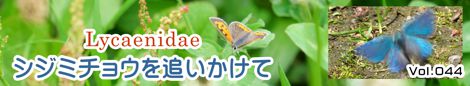 シジミチョウを追いかけて
