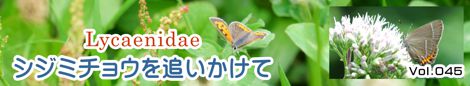 シジミチョウを追いかけて