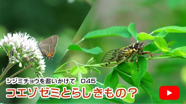 �R�G�]�[�~�Ƃ炵������