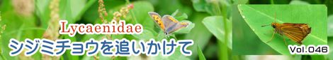 シジミチョウを追いかけて