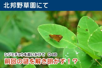 シジミチョウを追いかけて