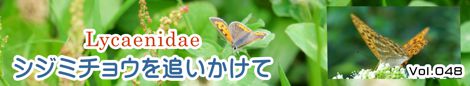 シジミチョウを追いかけて