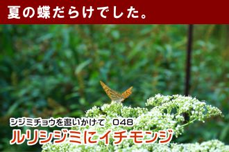 シジミチョウを追いかけて