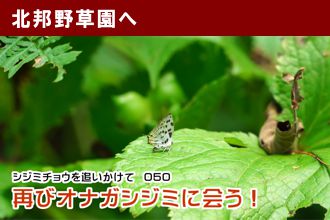 シジミチョウを追いかけて