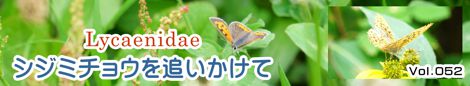 シジミチョウを追いかけて