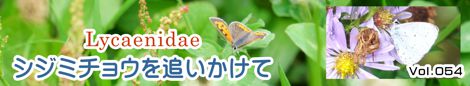 シジミチョウを追いかけて