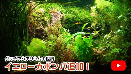 �C�G���[�J�{���o�ǉ��I