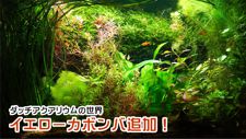 �C�G���[�J�{���o�ǉ�