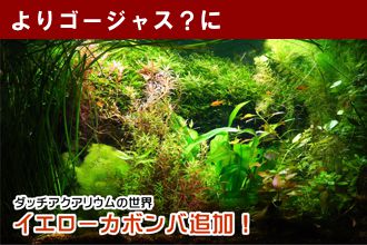 ダッチアクアリウムの世界