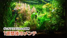 1�T�Ԍ�̃����e