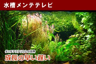 ダッチアクアリウムの世界