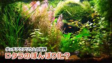 ���^���̂ڂ�ڂ艻
