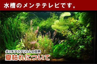 ダッチアクアリウムの世界