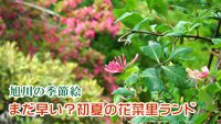 旭川の季節絵