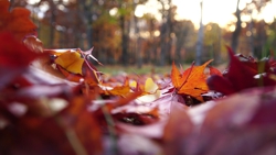 暮れゆく深秋の神楽岡公園