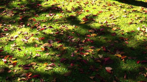 落ち葉のじゅうたん