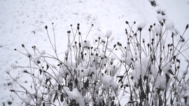 雪を被った植物