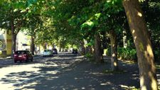 Platanus Street