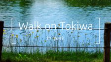 Walk on Tokiwa