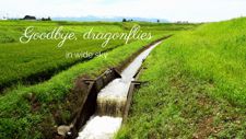 Goodbye dragonflies