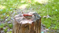 Early summertime