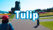 Tulip
