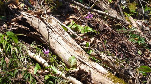 �J�^�N���ƃM�t�`���E