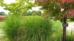 �R���g���X�g